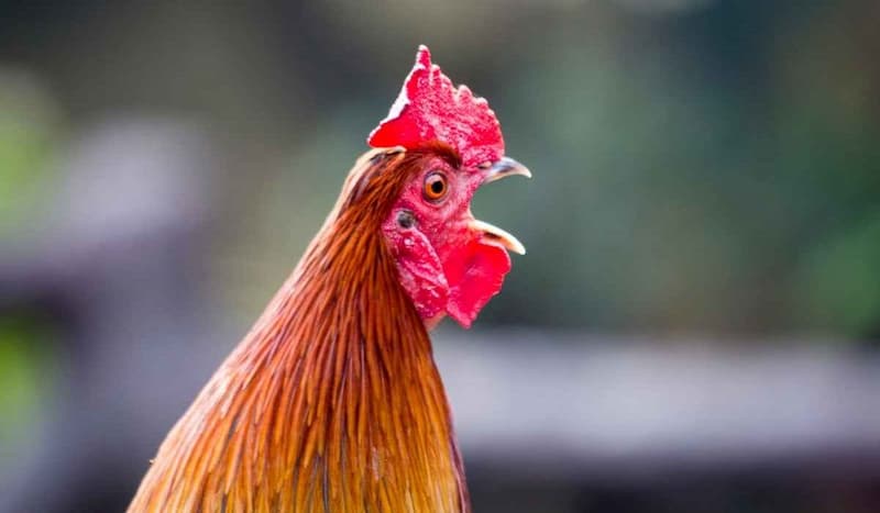 Âm minh của chiến kê là tốt