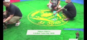 Clip xổ gà 100 triệu Bình Thuận vs Thái Nguyên