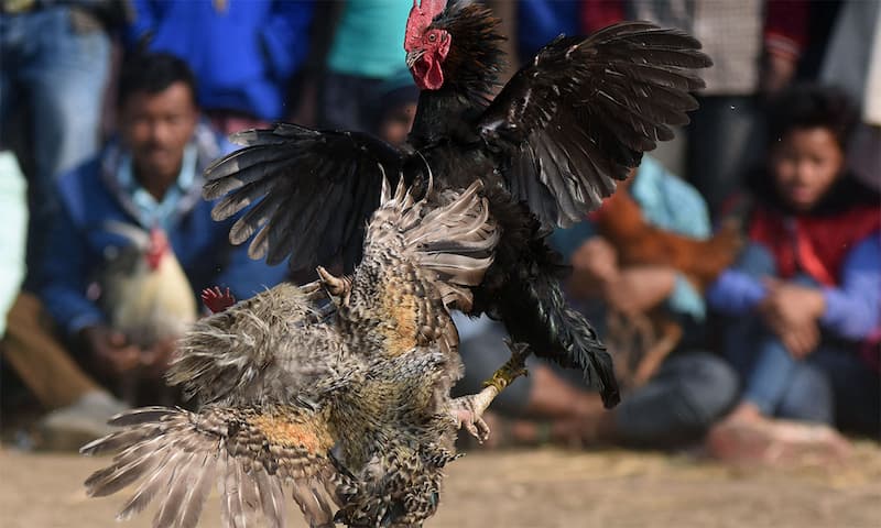 Tổng hợp các câu hỏi