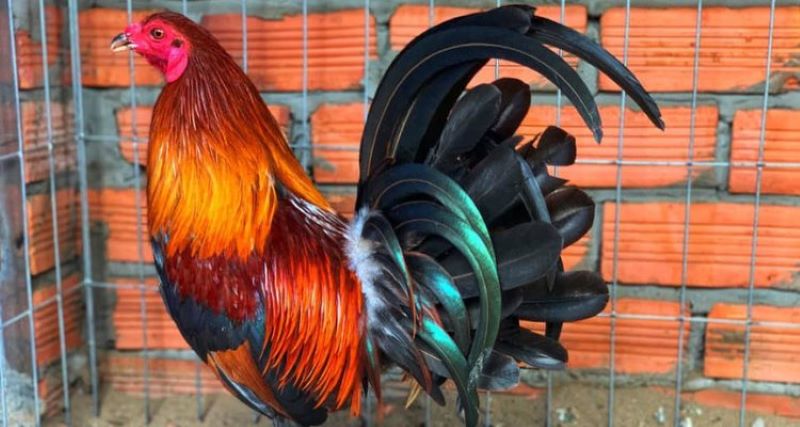 Các giống gà chiến thường gặp