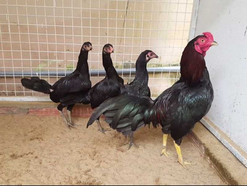 Cách chăm sóc gà giáp hiệu quả