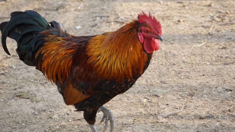 Cách chữa gà bị mốc