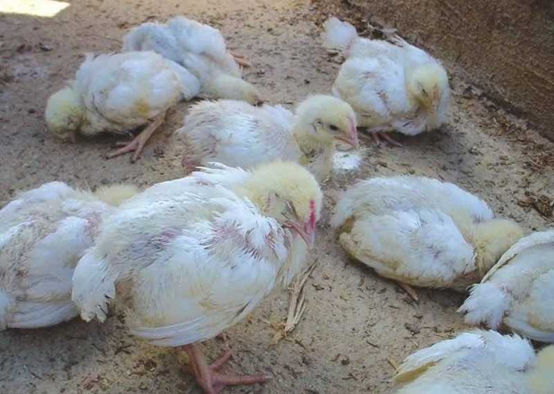 Cách trị gà bị té gió hiệu quả
