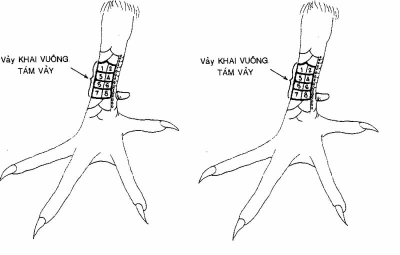 Có nên sử dụng gà có vảy gà ngũ quỷ để làm chiến kê hay không?