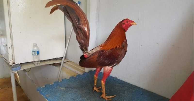 Đặc điểm ngoại hình của gà chọi Cuban