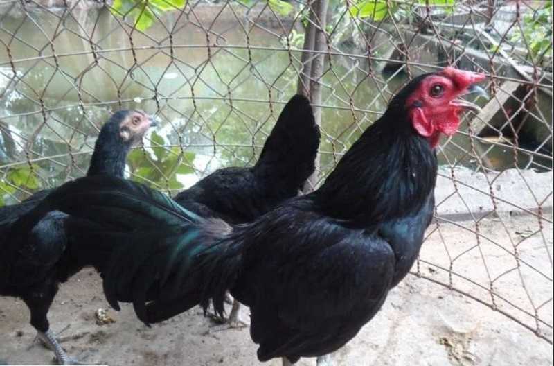 Đặc điểm nổi bật của gà giáp