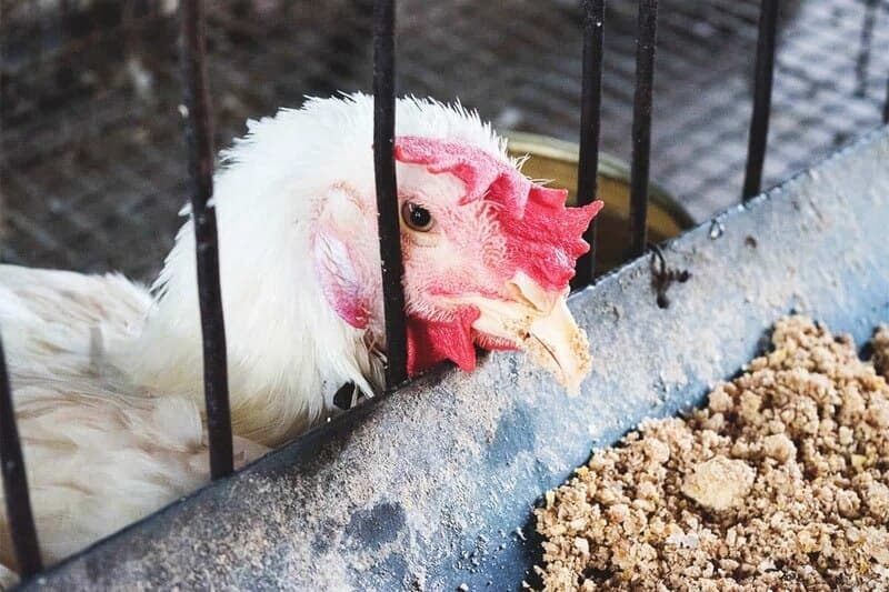 Đặc điểm và triệu chứng