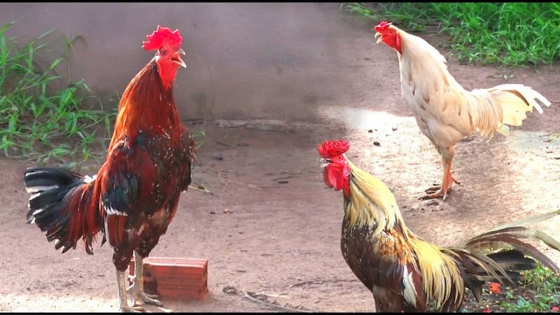 Nghe tiếng gà chọi gáy thì chúng ta có thể đánh giá được những gì?