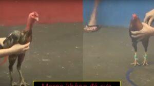 Clip gà đòn đá với gà tre tại Thomo