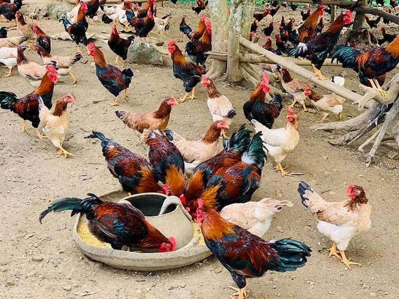 Gà ỉa phân trắng là bệnh gì