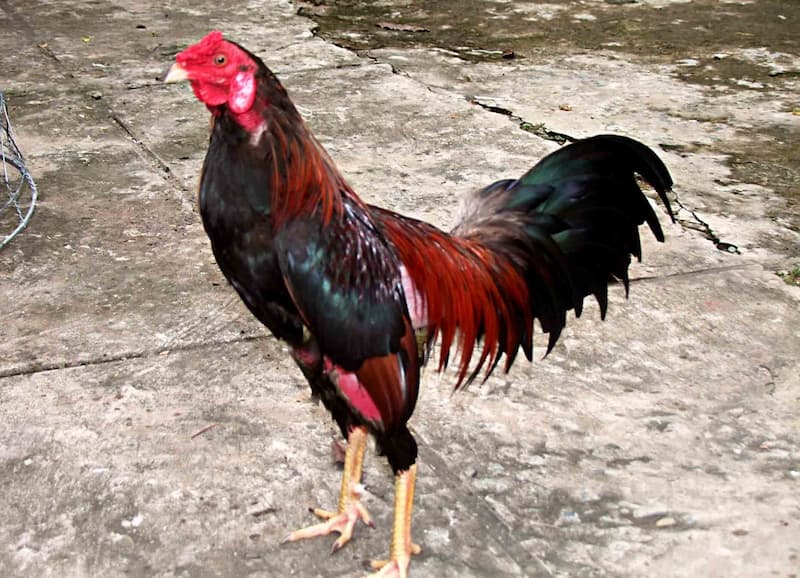 Độ quý và độ hiếm cao