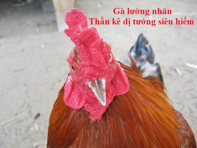 Nhận biết qua màu mắt