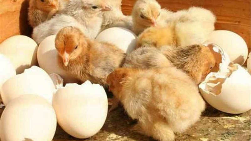 Gà mới nở cho uống thuốc gì chuẩn nhất? Thành phần chủ yếu