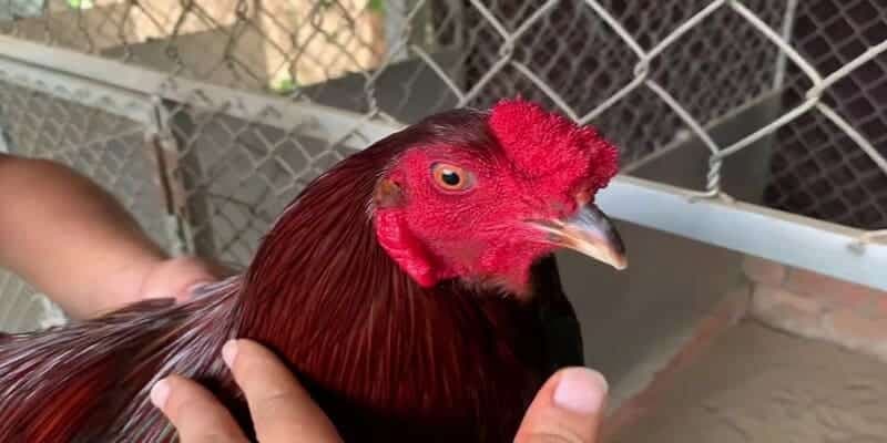 Gà Mồng Lỗ là gà như thế nào?