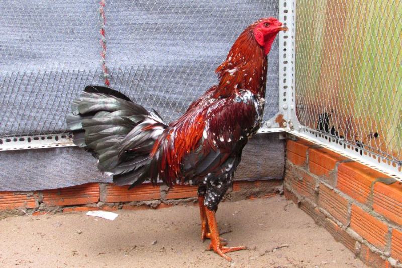 Khái quát chung về gà Điều