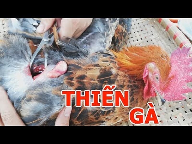 Vì sao nên thiến gà? Thiến gà mang lại những lợi ích nào cho người nuôi?