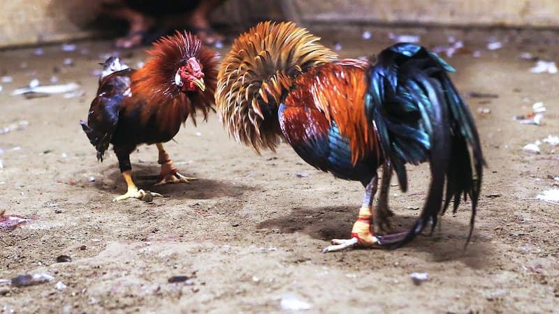 Mẹo xem gà chọi
