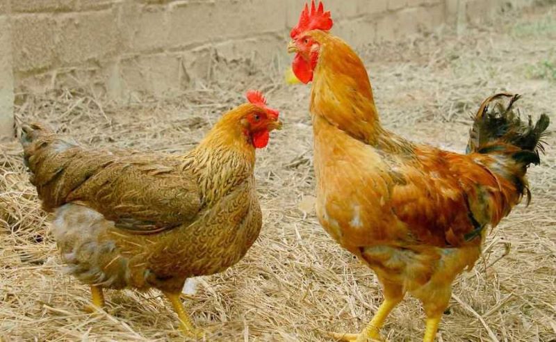 Nguyên nhân gây ra bệnh ở gà