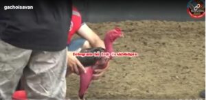Clip trường gà Savan Quảng Bình vs Nam Định