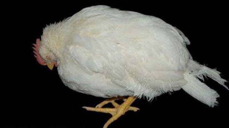 Sức khỏe gà yếu