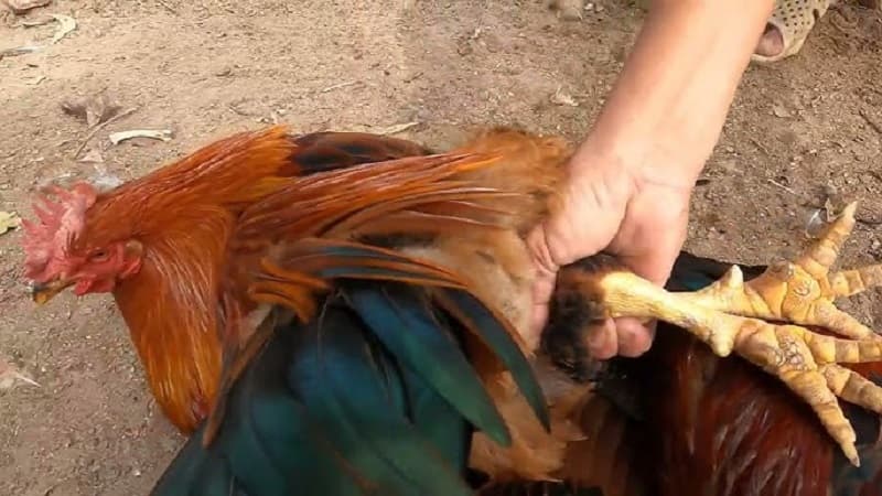 Cách thiến gà có khó hay không?