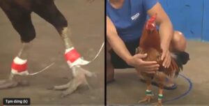 Trận gà đâm liên tục kinh hoàng