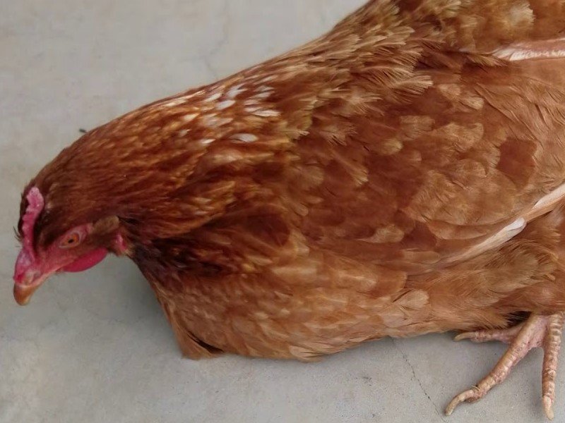 Triệu chứng gà ăn không tiêu