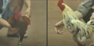 Video xổ gà 1 tỷ Thomo