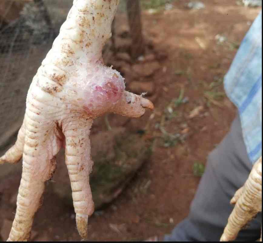 Phòng tránh gà bị sưng chân