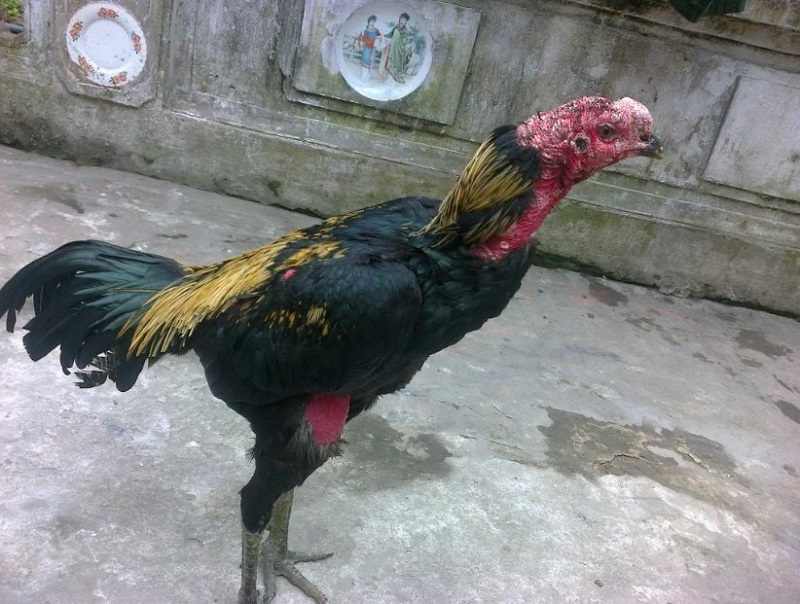 Cách chọn gà chọi tơ hay nhất