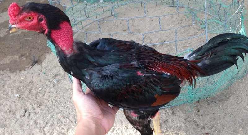 Thức ăn dinh dưỡng của gà tơ