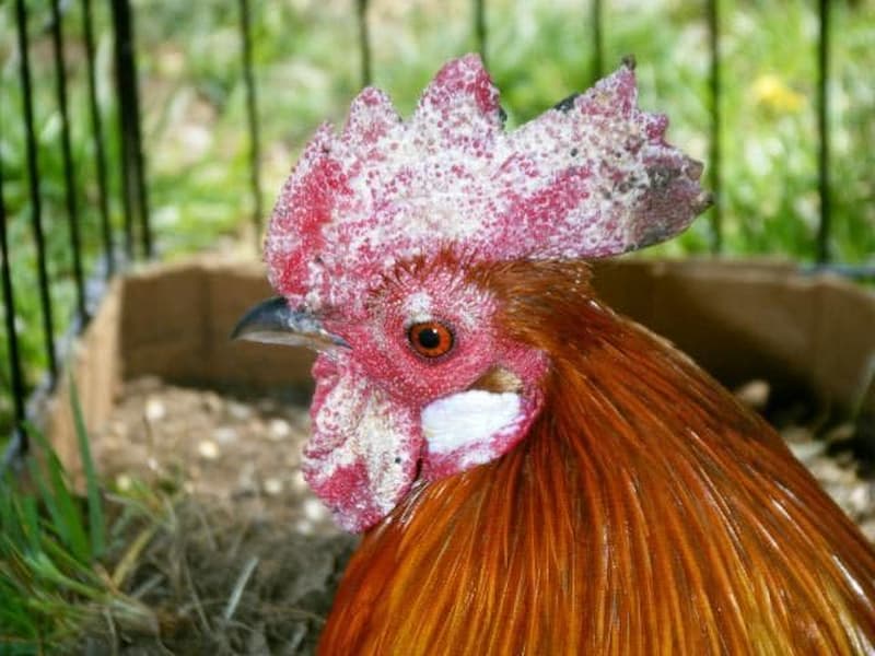 Gà bị viêm nhiễm toàn thân do vi khuẩn