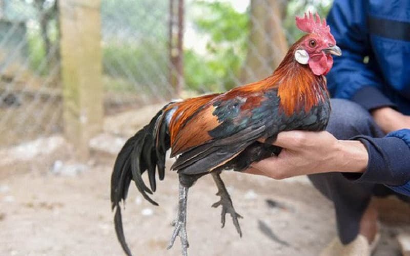 Hướng dẫn cách thuần gà rừng