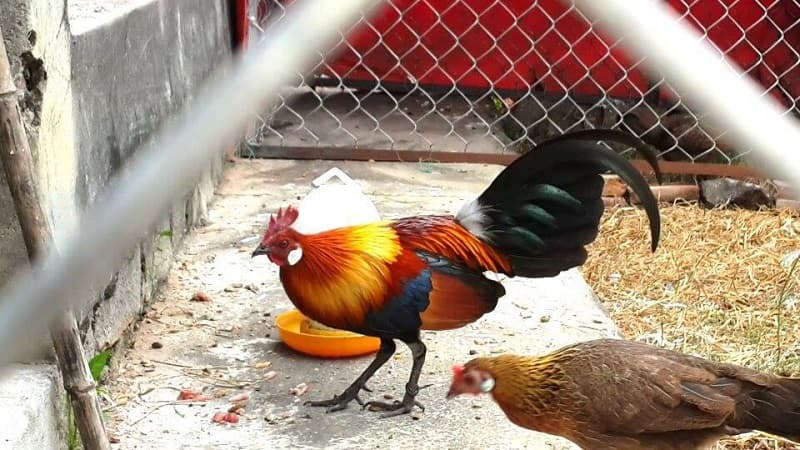 Chuồng gà để nuôi trong quá trình áp dụng các cách thuần gà rừng