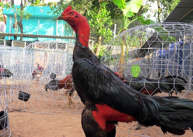Tôn lên vẻ đẹp cho gà