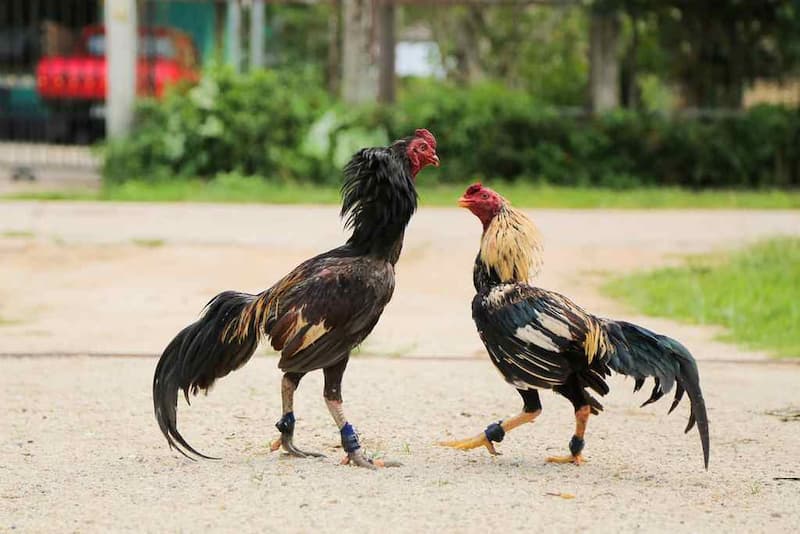 Khái niệm đổ gà đá