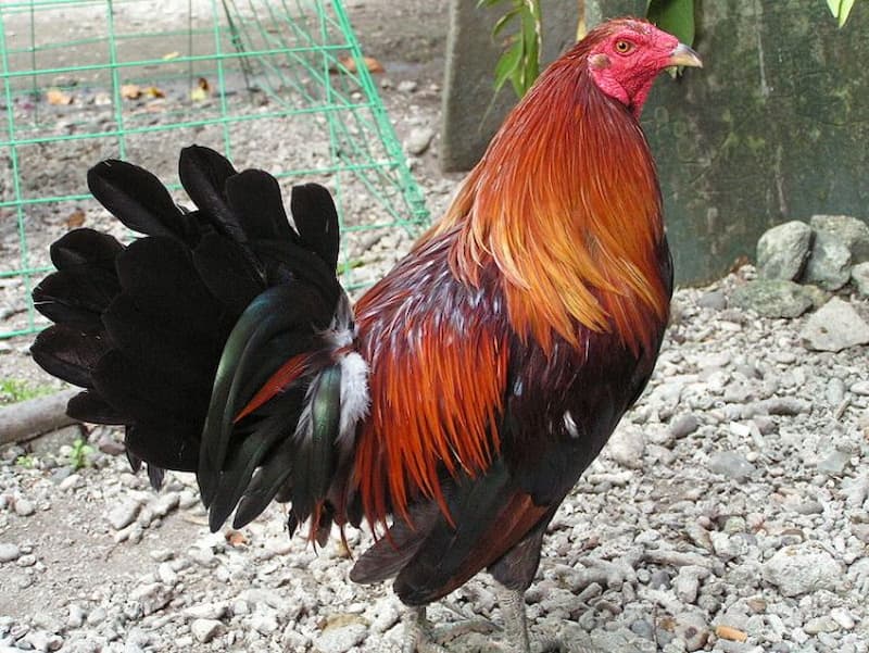 Giai thoại gà Cao Lãnh