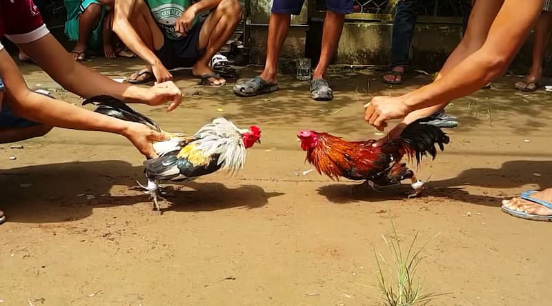 Các đặc điểm gà Cao Lãnh