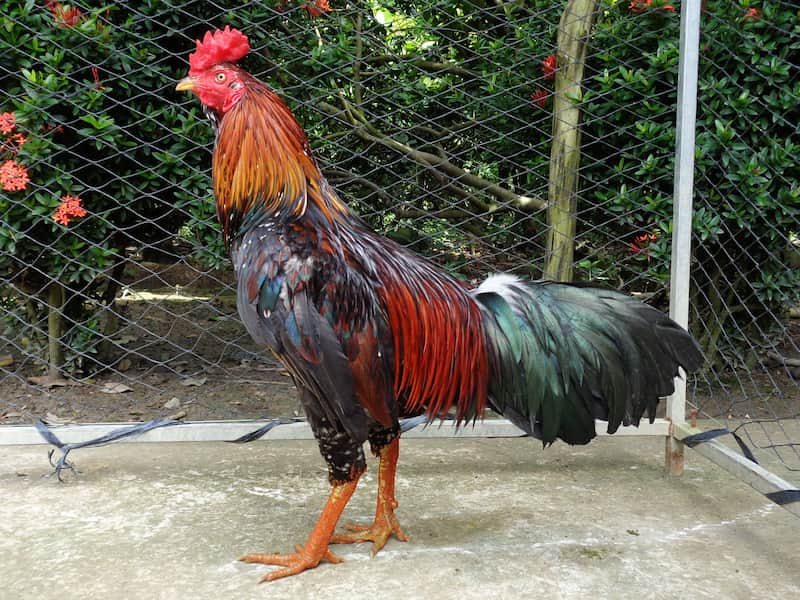 Cách nuôi và chăm sóc