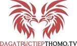 Đá gà trực tiếp Thomo