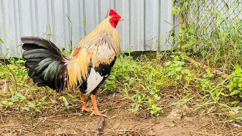 Gà chọi khét chuối là tên gọi dành cho những con gà có lông màu nâu