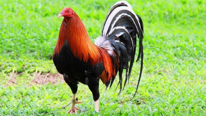 Gà chọi Kelso sở hữu lối tấn công hủy diệt