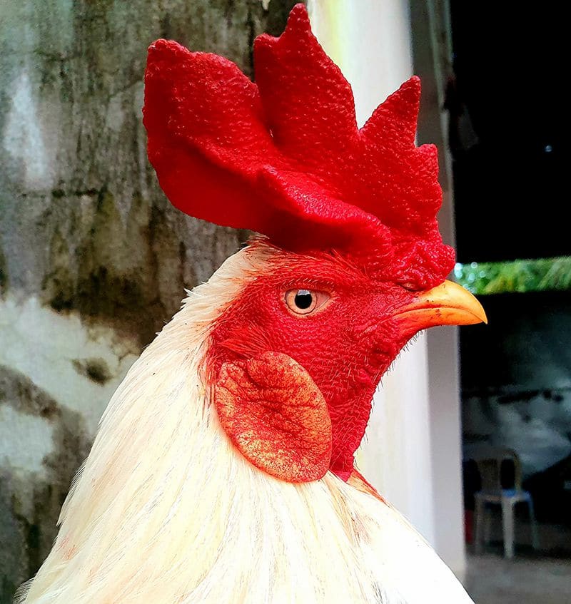 Nuôi gà mồng vua đá cựa