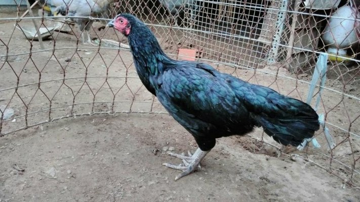 Dấu hiệu nhận biết gà chọi ô chân trắng dựa vào màu chân