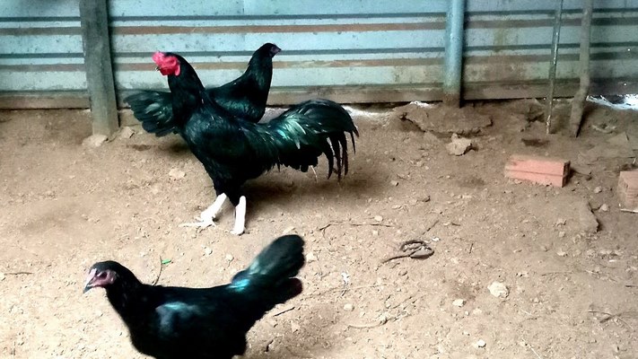 Màu mạng của gà ô chân trắng rất quan trọng