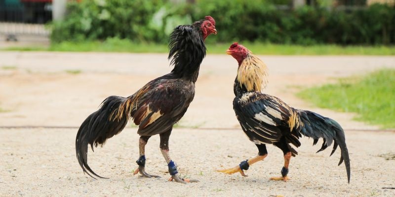 Gà chọi ô chân trắng có sức bền cao