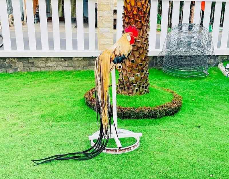 Gà tre Ohiki - Giống gà dài đuôi của Nhật Bản