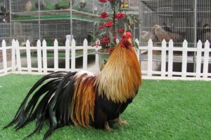 Gà tre sở hữu ngoại hình nhỏ, tính cách hung hăng