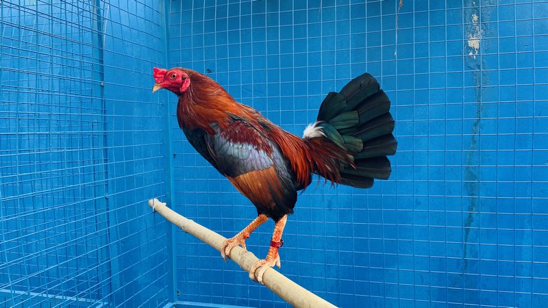 Áp dụng chế độ luyện tập đúng cách để gà tre không bị hao sứ