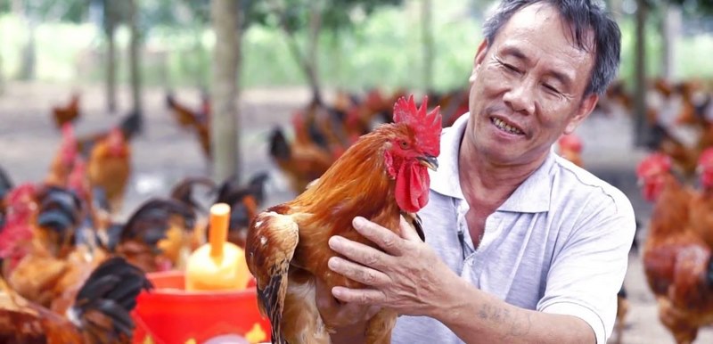 Cắt mỏ gà giúp chúng sinh trưởng và phát triển tốt nhất